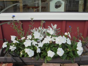 2018 夏の花壇