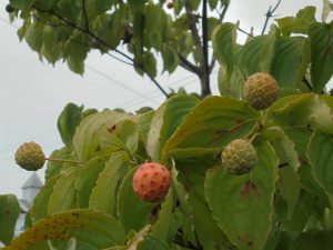 今日から9月