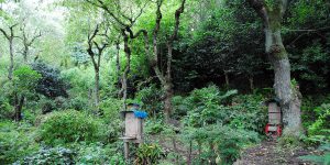 住文舎のワックスは仙台の日本ミツバチから。