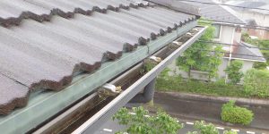 雨どいのなかのビオトープ