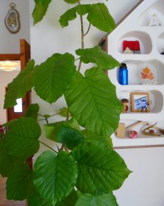 観葉植物を探そう