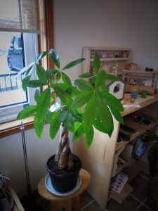 パキラ、新しく生まれ変わりました!