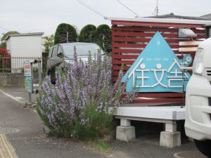 満開のローズマリー
