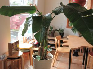 植え替え奮闘記