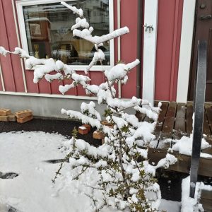 雪と桜