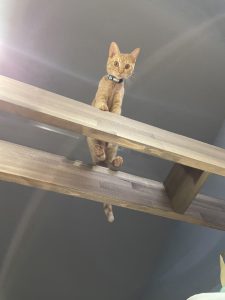 [大家族に乾杯！の家]　キャットウォーク大活躍